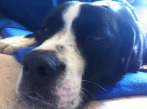 Bruno1 rescue dog