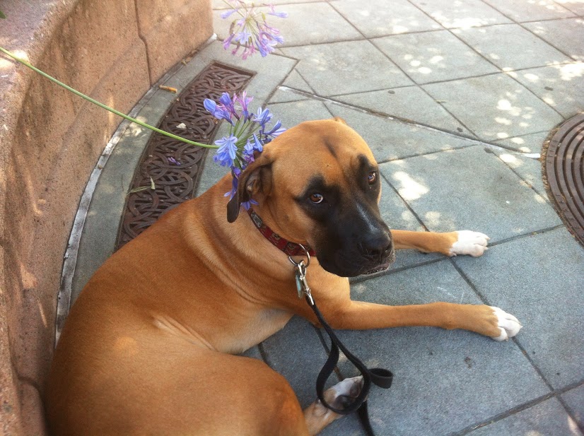 This is my puppy. He is skeptical.